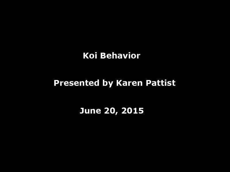 koi-behavior_800x600