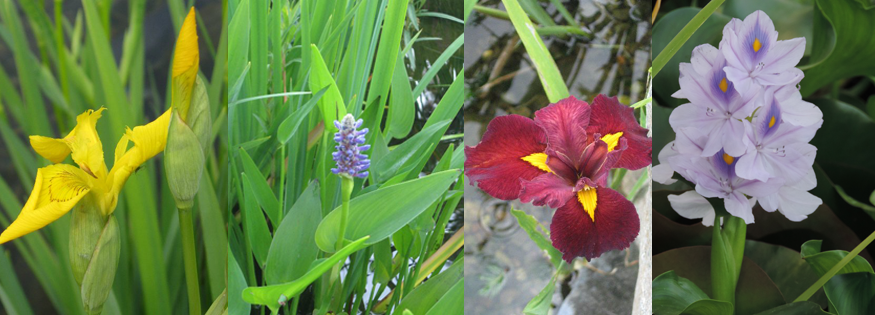 Water Plants